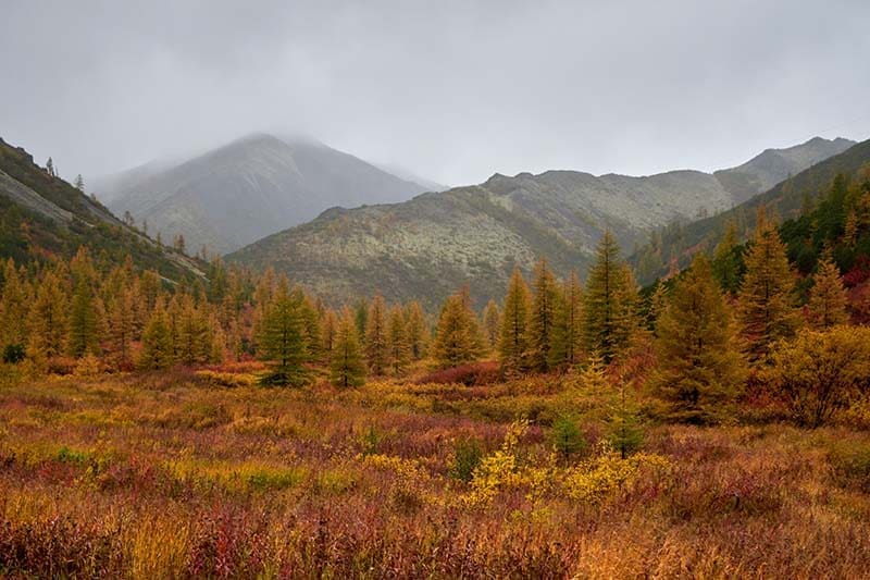 Paysage de forêt et de montagnes en automne